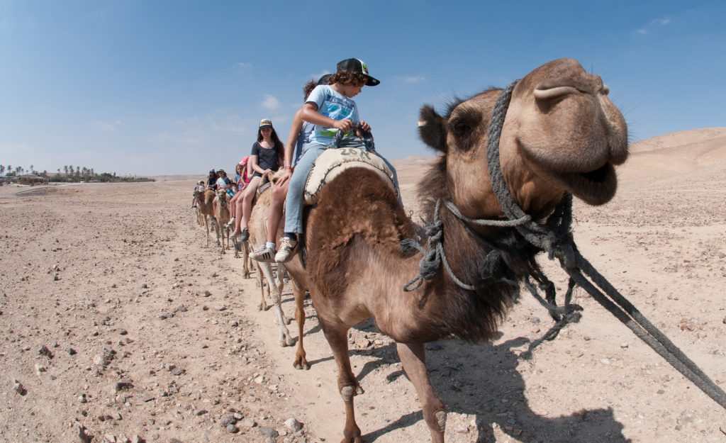 אירוח בדואי בנגב