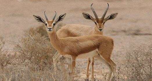 תמונות החי באיזורינו