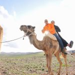 Camel rides